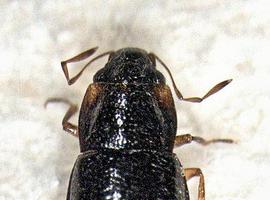 Descubren dos nuevos escarabajos endémicos de la Península Ibérica 