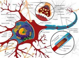 Establecen la relación entre dos mecanismos neuronales asociados al daño cerebral agudo
