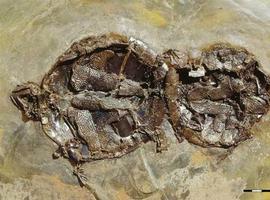 Descubren dos tortugas fosilizadas mientras copulaban 