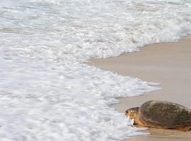 Desciende la mortalidad de la tortuga boba en Cabo Verde
