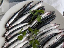 El IEO participa en la evaluación de los stocks de anchoa, sardina y jurel en el Atlántico Noroeste