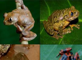 Nuevas especies de anfibios en la isla de Bioko