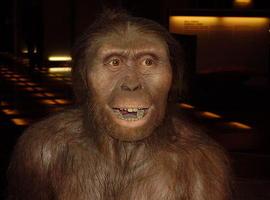 Los machos de ‘Australopithecus’ se quedaban ‘en casa’