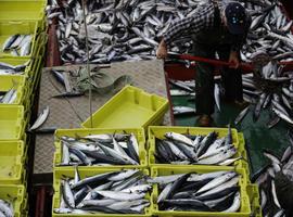 La FAO anuncia que los stocks pesqueros mundiales se encuentran en serio declive
