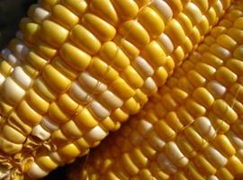 Material carbonoso de panoyes de maíz para biodiésel 