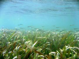 El uso de fertilizantes provoca un rápido deterioro de las praderas submarinas 