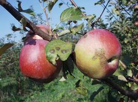 Identifican 22 variedades de manzano autóctono de Navarra resistentes a enfermedades