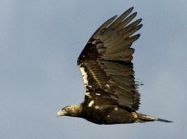 La población de águila imperial ibérica en Andalucía se sitúa en 81 parejas 