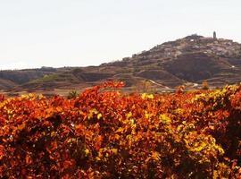 ‘Campolosa’ 2010 elegido como tinto joven institucional de la D.O.Ca. Rioja
