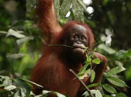 Greenpeace despliega su protesta contra la deforestación de Indonesia en Pcadilly