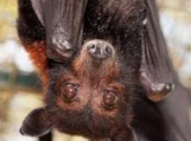 La FAO desvela los misterios de los murciélagos