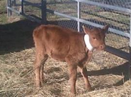 Argentina anuncia la primera clonación exitosa de una vaca transgénica 