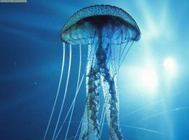 Emergencias alerta de la presencia de medusas en playas asturianas