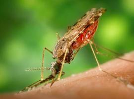 El genoma humano, determinado por la malaria