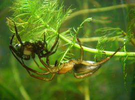 ¿Cómo respiran las arañas bajo el agua