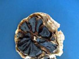 Buscan producir ajo negro en España 