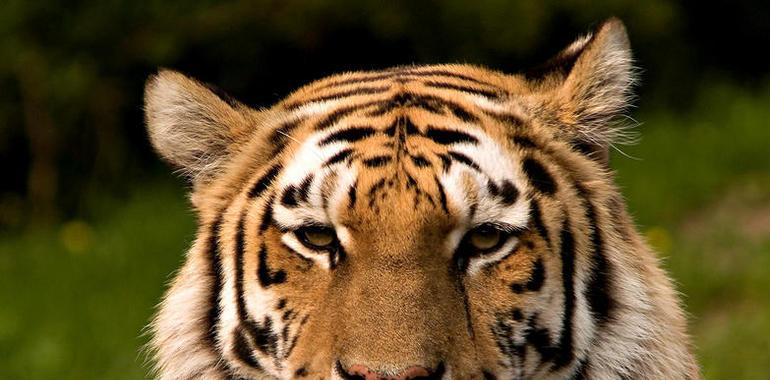 La pobreza genética hace más vulneable al tigre siberiano