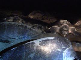 Se confirma presencia de hidrocarburo en tortugas muertas en playas de Oaxaca
