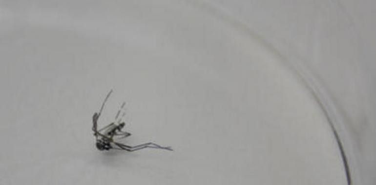 El peligroso mosquito tigre se instala en España