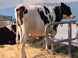 La industria láctea amenaza con no recoger la leche a quienes no firmen contratos por debajo de coste