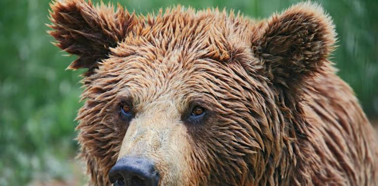 El oso de Porley murió por una infección y no por la sedación que se le administró durante el rescate 