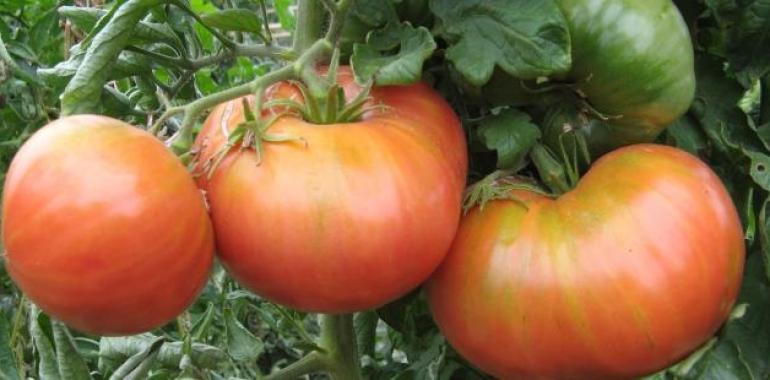 El CITA dispone de 226 variedades tradicionales de tomate aragonés y custodia sus semillas