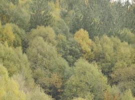 Se licita en 88.000 € un aprovechamiento maderable de eucaliptos y pinos en Sierra Plana de La Borbolla