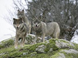 EQUO pide al Principado que no se extingan los lobos en los espacios naturales