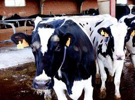 Agricultura establece una ayuda directa adicional de 31 M€ para los productores de vacuno de leche 