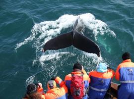 Avistamiento de cetaceos en la Bahia de Skjálfandi, Islandia