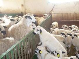 Una mutación mejora el porcentaje de proteína en leche de oveja de raza churra