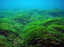 Comienza la campaña de participación para el seguimiento de las praderas de Posidonia oceanica 