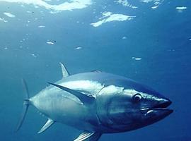 España defiende el liderazgo de la UE en las Organizaciones Regionales de Pesca atuneras