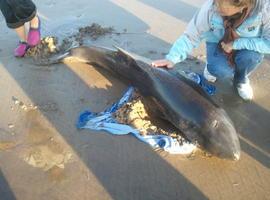 Un cachalote pigmeo es rescatado con vida en aguas asturianas