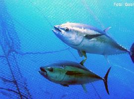 La cría del atún rojo en cautividad ya es viable