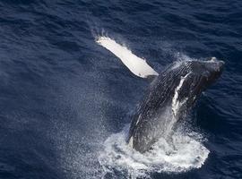 Dile a Corea que no comience la caza de ballenas