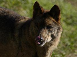 La consejera destaca la necesidad de reducir la sobrepoblación de lobos en Asturias