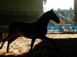 El caballo español galopa pese a la crisis