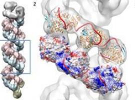 Descubren la estructura de la máquina de replicación del virus de la gripe A 
