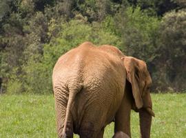 Cabárceno traslada al elefante Pambo al Parque Zoológico Biopac de Valencia