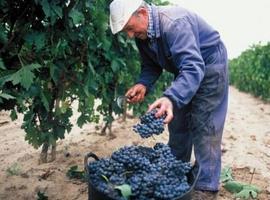 DOC Rioja: 355 millones de kgs. de uva, con excelentes expectativas de calidad para la añada 