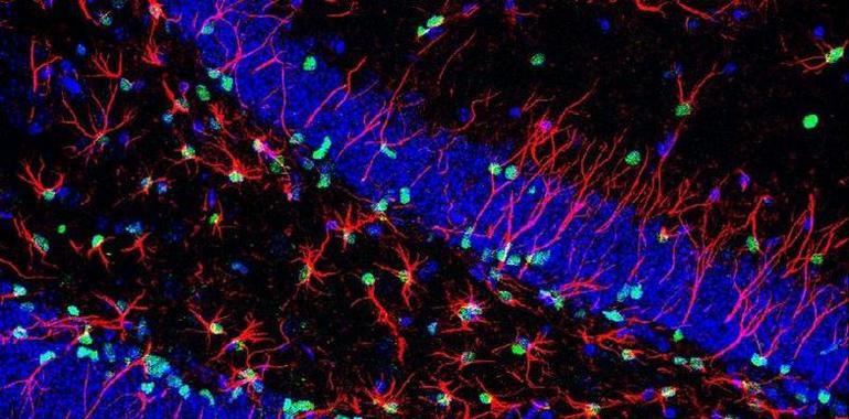 Solo algunas células madre son eficaces para la medicina regenerativa