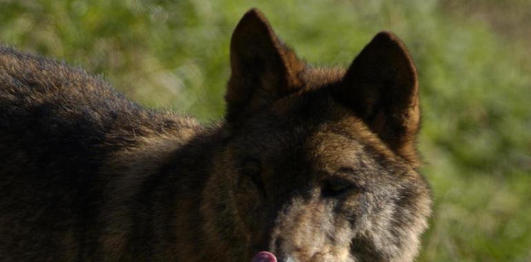 FORO denuncia ataques continuos de lobos en Otur al ganado, a 70 metros de viviendas habitadas