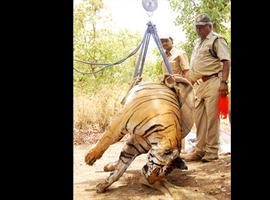 Interpol rescata 40 tigres de las manos de los traficantes criminales 