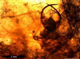 Una larva con \síndrome de Diógenes\ de hace 110 millones de años