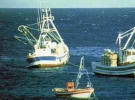 El Ministerio reabre la pesquería del boquerón en el Golfo de Cádiz y sur de Galicia