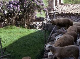 Investigan sobre la huella de carbono en producción ovina