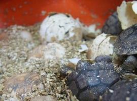 Nacen nuevos ejemplares de tortuga gigante de las Galápagos