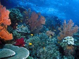 Destinos de buceo del mundo: El Estrecho de Lembeh en Indonesia