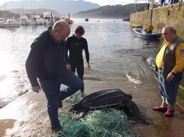 Pescadores de Llastres salvan una Laud adulta de la muerte por artes criminales 